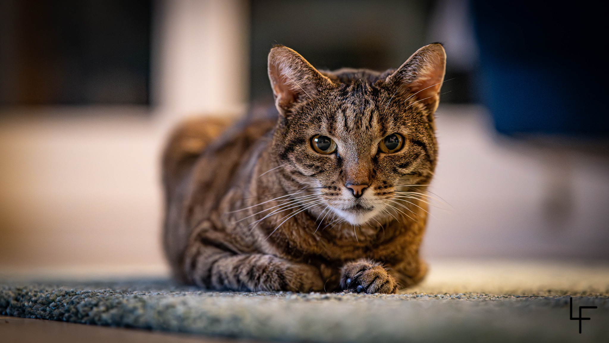 Cats Vorschau