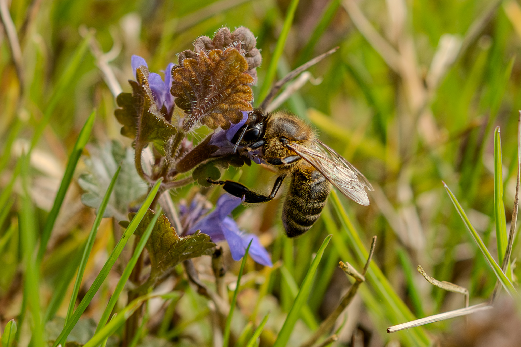 Bienen Vorschau
