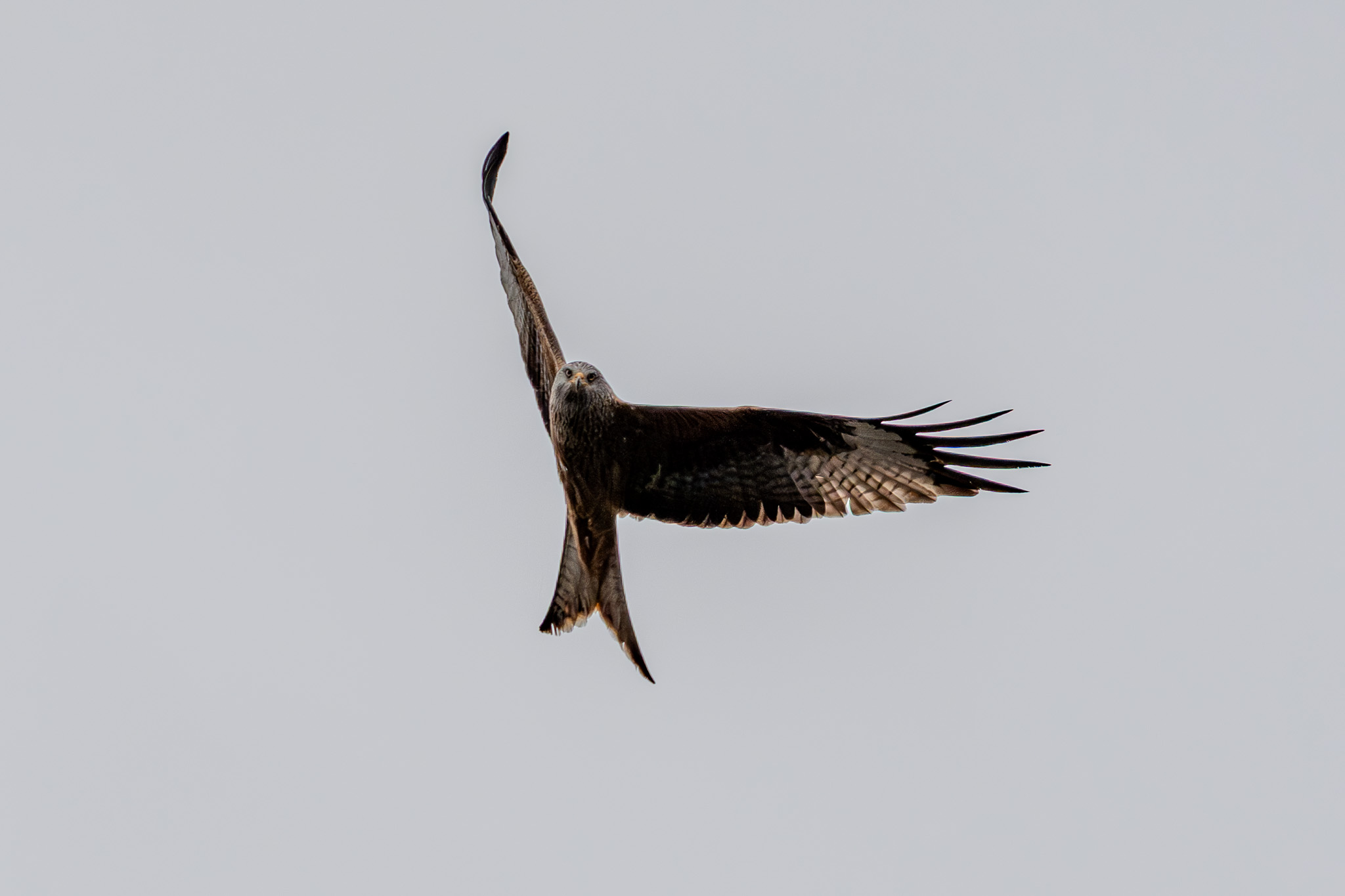 Kleine Vögel Vorschau
