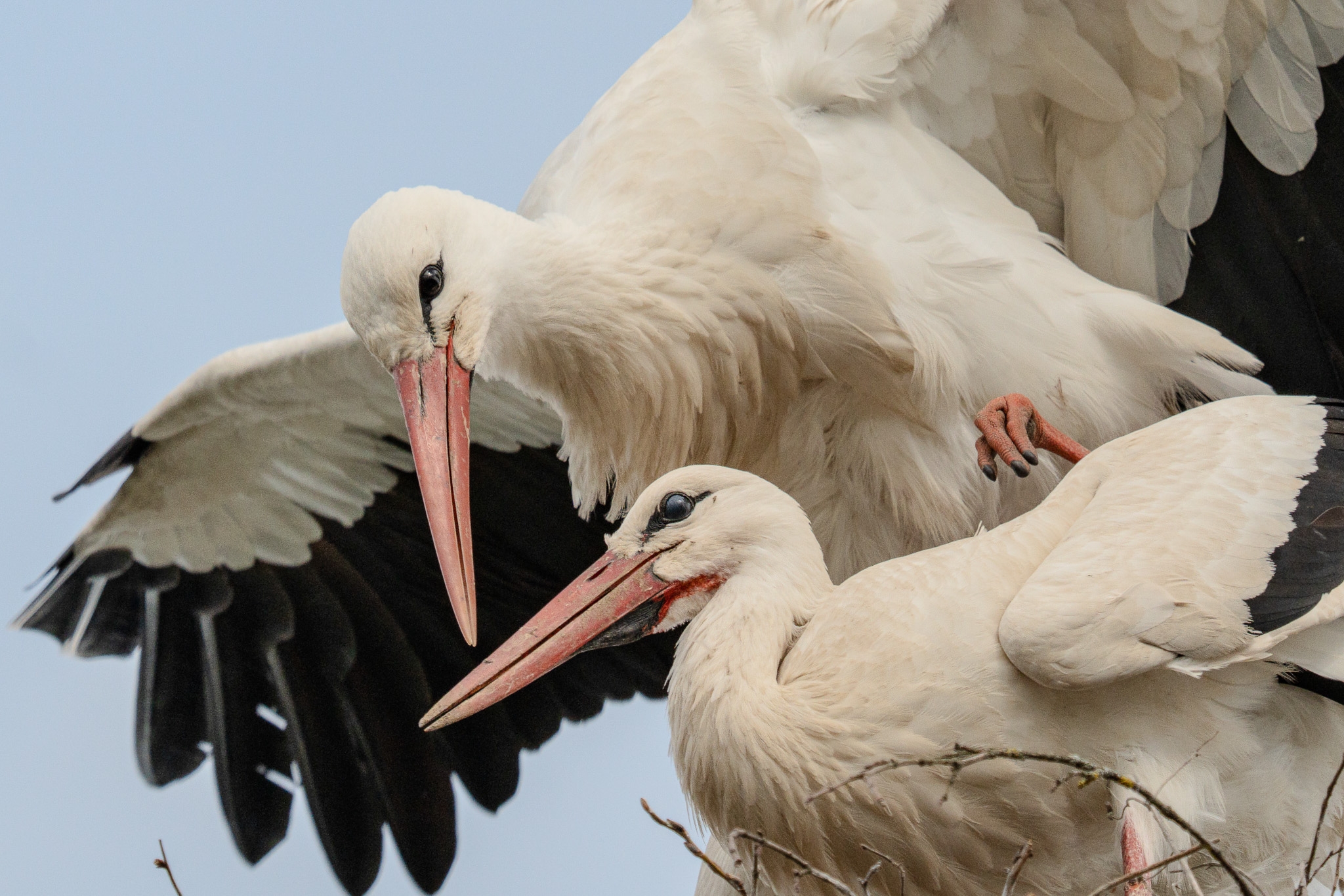 Wildlife Vorschau