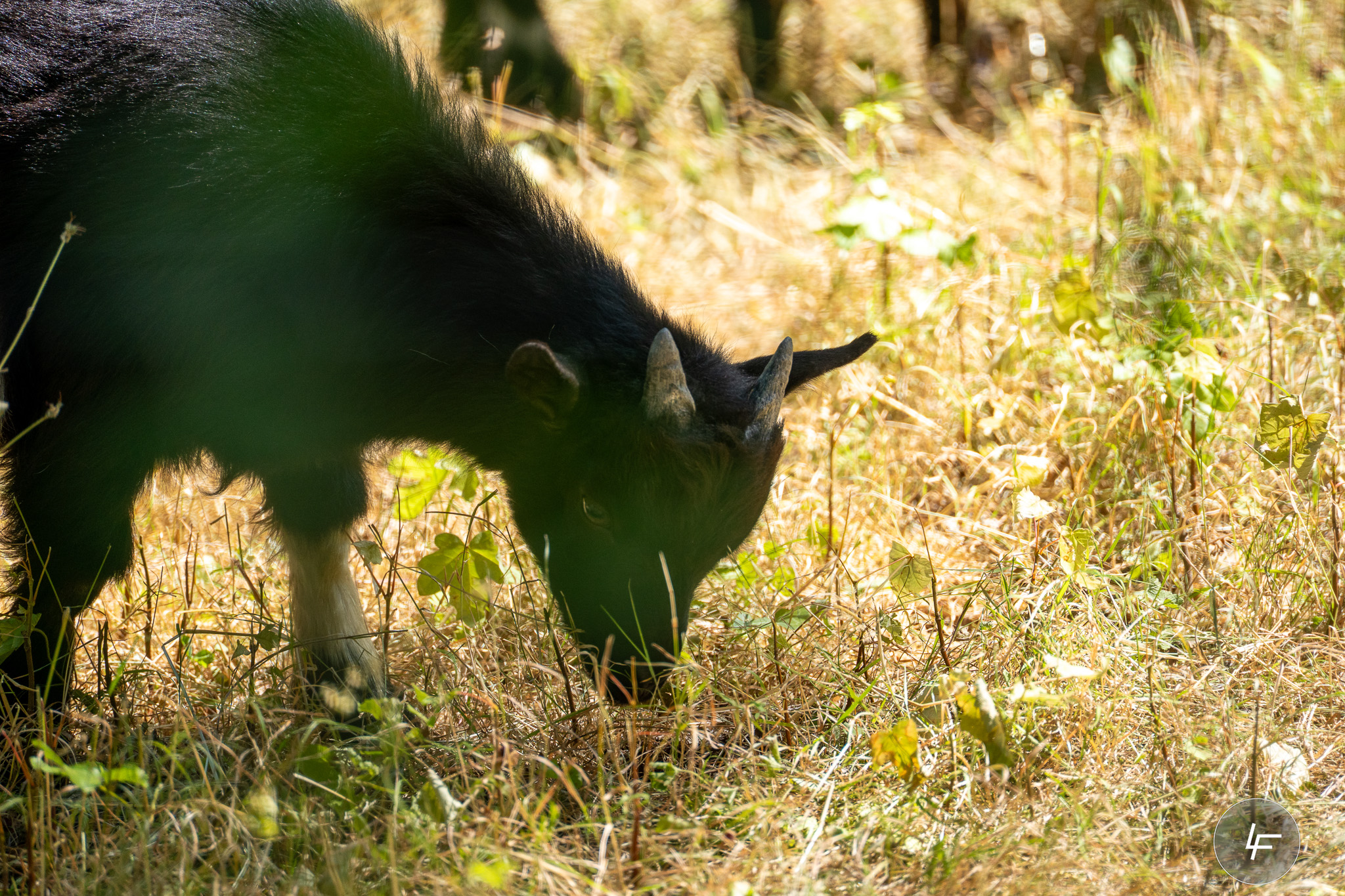 Zoo Basel Vorschau